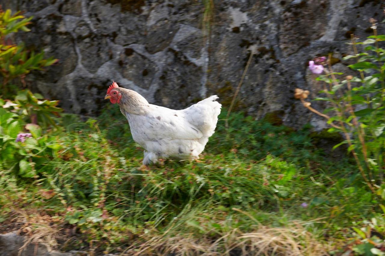 The Conscious Farmer Sauerland * Willingen (Upland)